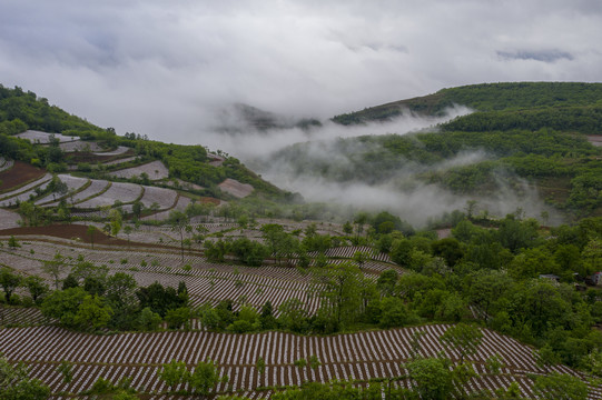 田野