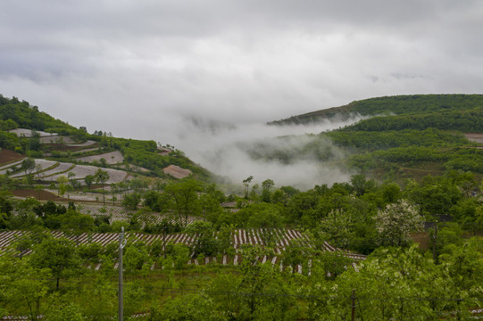 田野