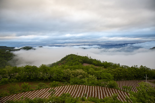 田野