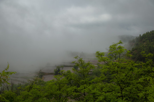 田野