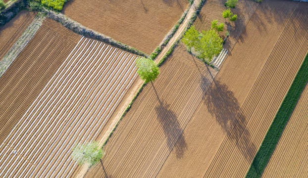 田野