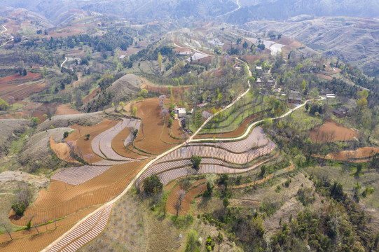 田野