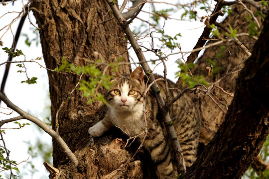 猫咪上树