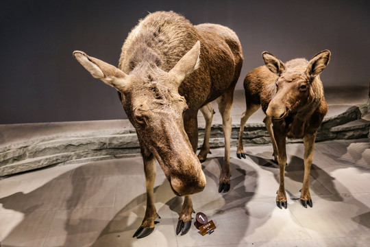 博物馆驼鹿标本
