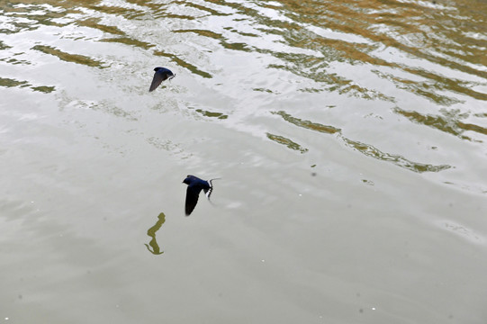 燕子水面低飞