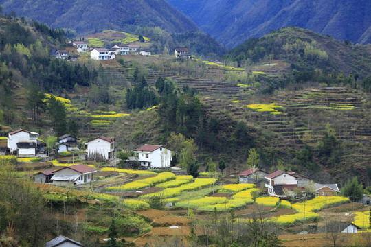 汉中油菜花