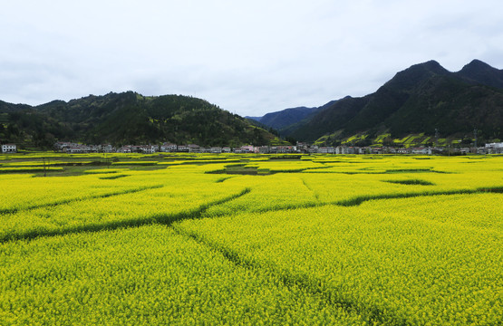 汉中油菜花