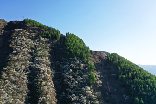 六盘山春天