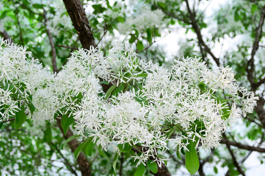 流苏木开花