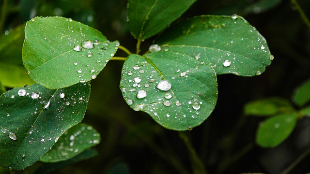 植物水珠