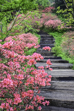 麻城龟峰山杜鹃花