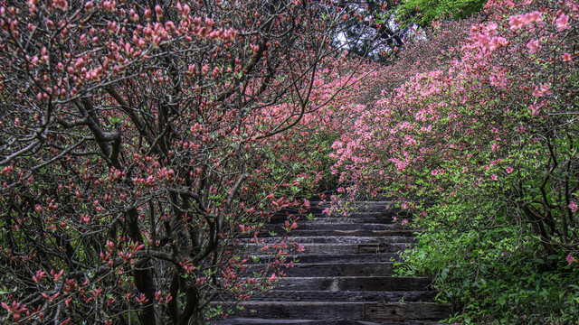 麻城龟峰山杜鹃花