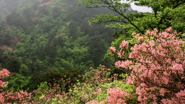 麻城龟峰山杜鹃花