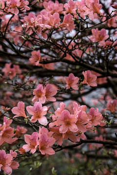 麻城龟峰山杜鹃花