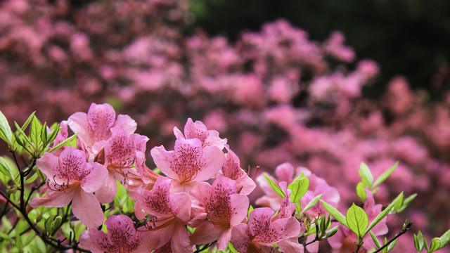 麻城龟峰山杜鹃花