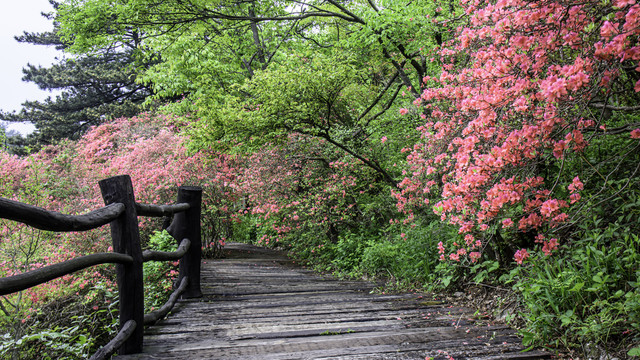 麻城龟峰山杜鹃花