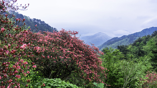 麻城龟峰山杜鹃花