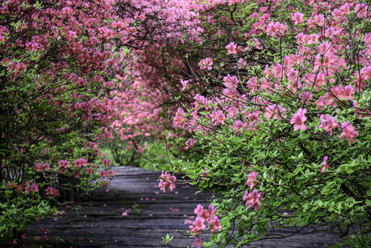 麻城龟峰山杜鹃花