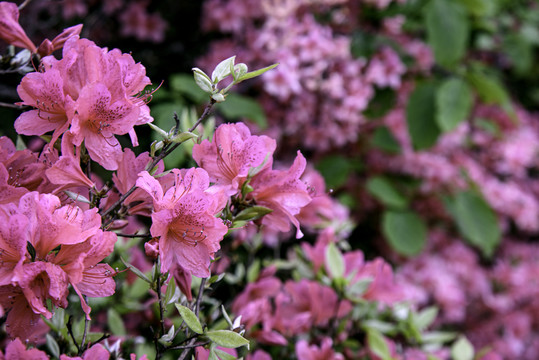 麻城龟峰山杜鹃花