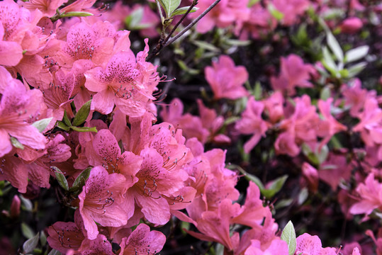 麻城龟峰山杜鹃花