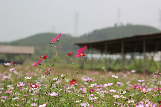 格桑花