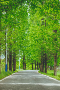 乡间小道树荫