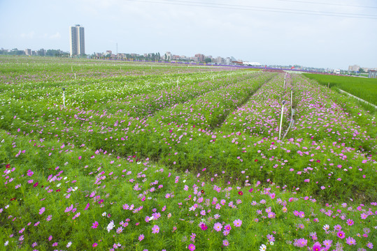 花海