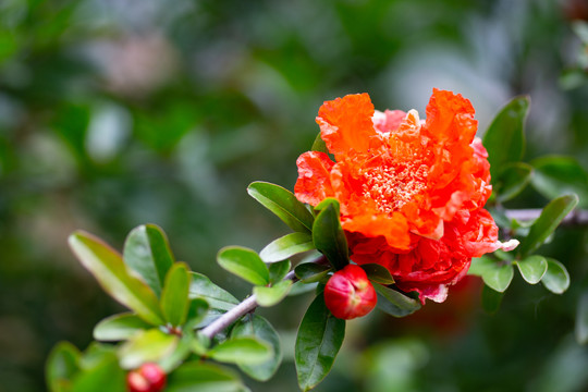 石榴花