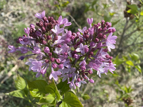 丁香花