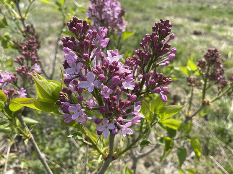 丁香花