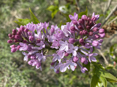 丁香花