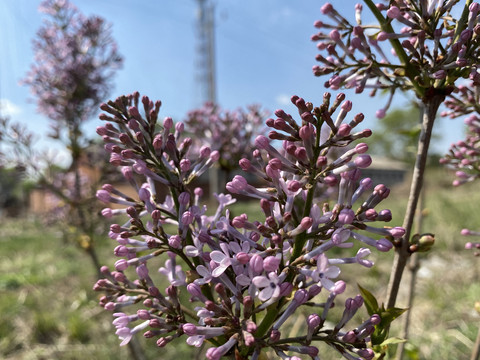 丁香花