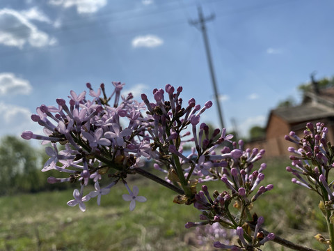 丁香花