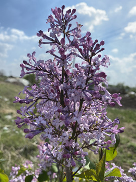 丁香花