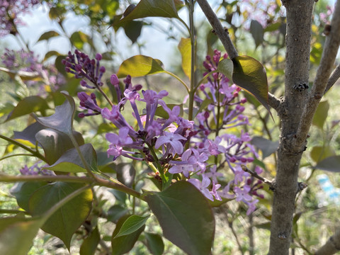 丁香花