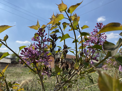 丁香花