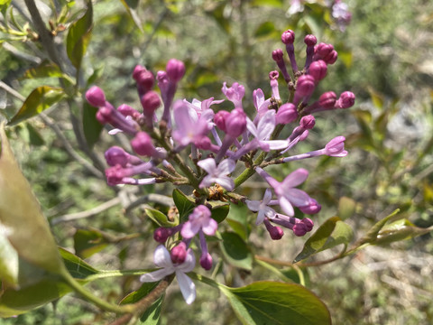 丁香花