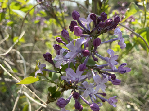 丁香花