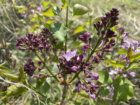 丁香花