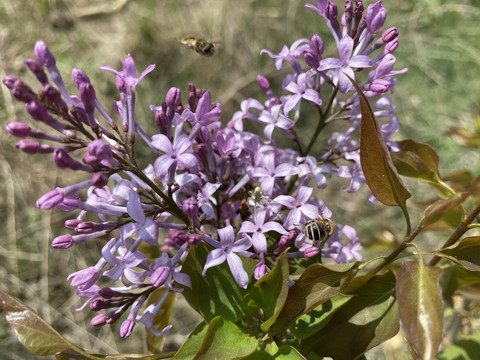 丁香花