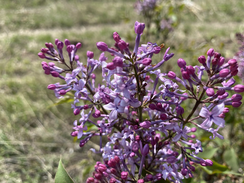 丁香花