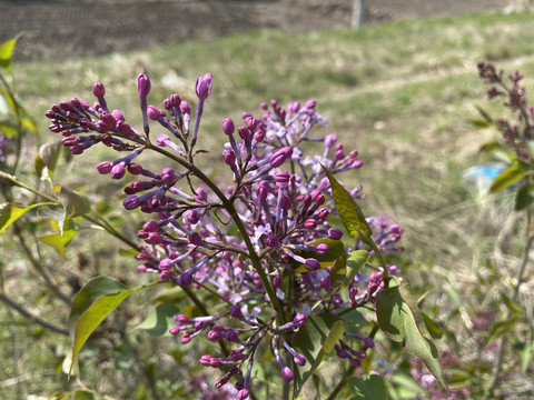 丁香花