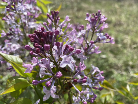 丁香花