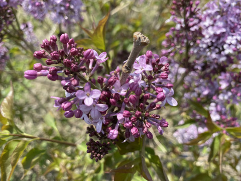 丁香花