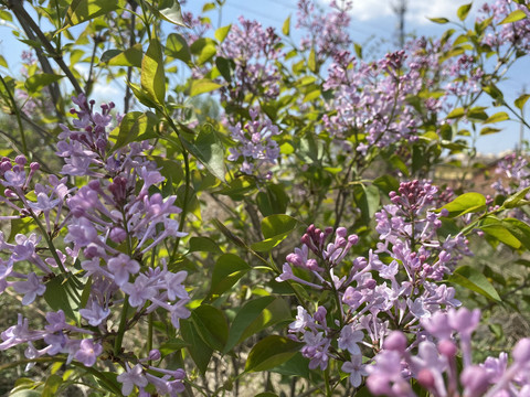 丁香花