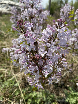 丁香花