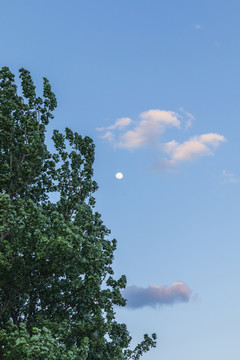 蓝天月亮树