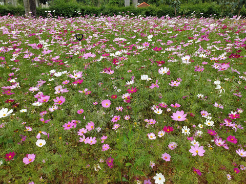 格桑花