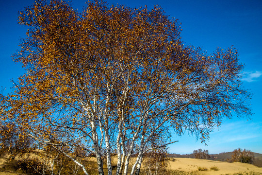 乌兰布统秋季大树