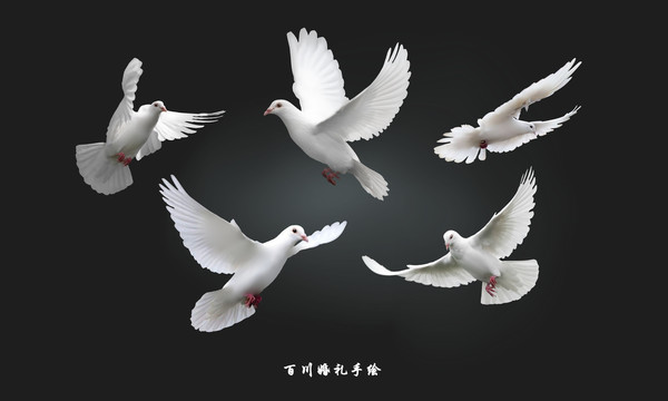 白鴿鴿子和平鴿